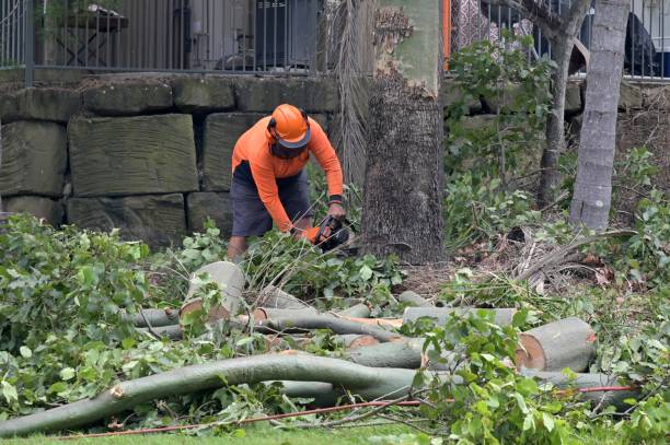 How Our Tree Care Process Works  in  Riverside, IL